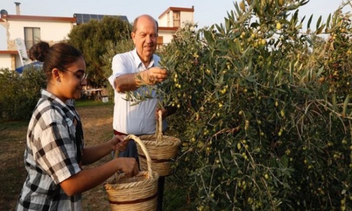 Cumhurbaşkanı Ersin Tatar, Zeytin Hasat Festivali’ne katıldı